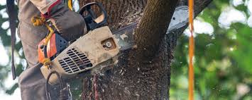 Best Emergency Tree Removal  in Oak Hills Pce, LA