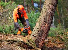 Best Tree Mulching  in Oak Hills Pce, LA