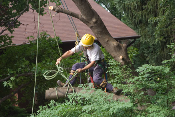 Best Leaf Removal  in Oak Hills Pce, LA