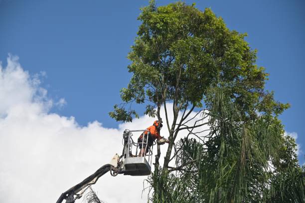 Best Tree Maintenance Programs  in Oak Hills Pce, LA